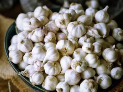 Garlic